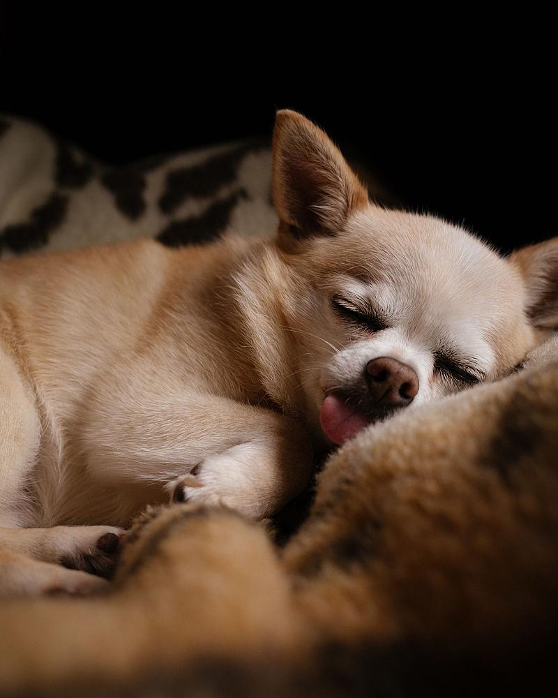 Je puppy de eerste weken thuis: zo pak je het aan