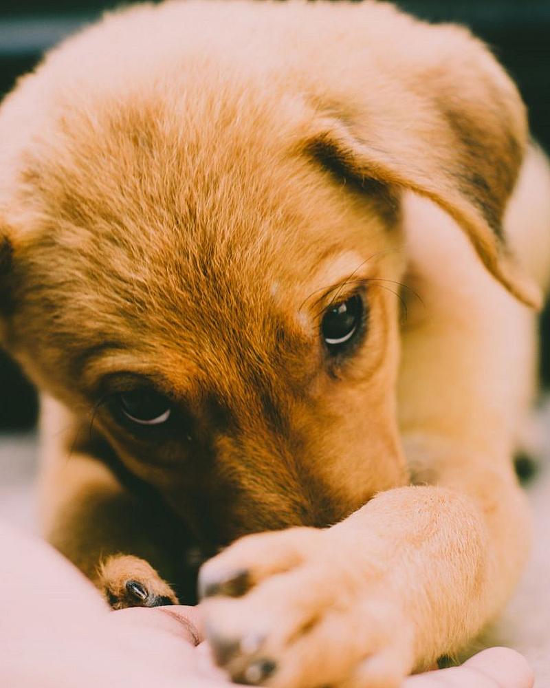 Puppy kopen: waar moet je op letten?
