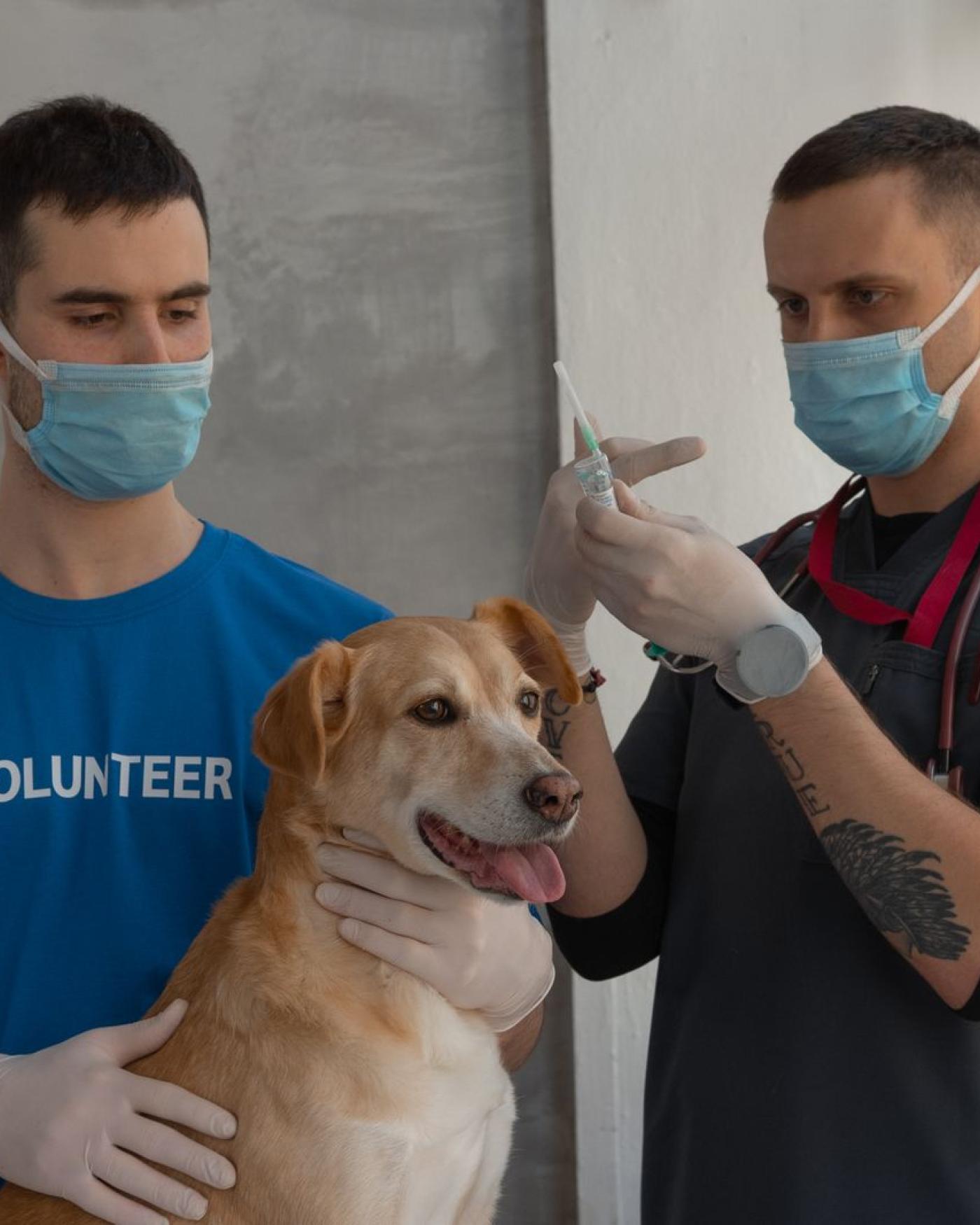 Vaccinatieschema voor honden: welke entingen en wanneer?