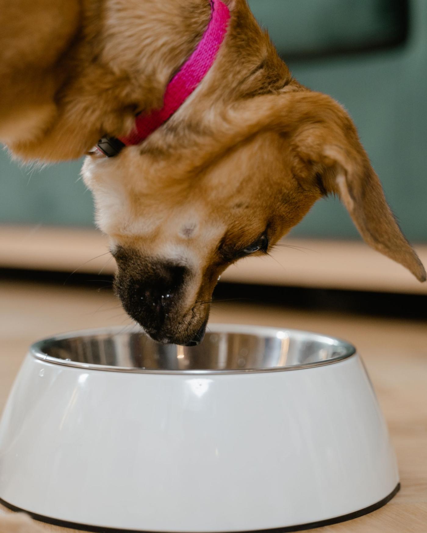 Wat kost een hond? Alle kosten op een rij