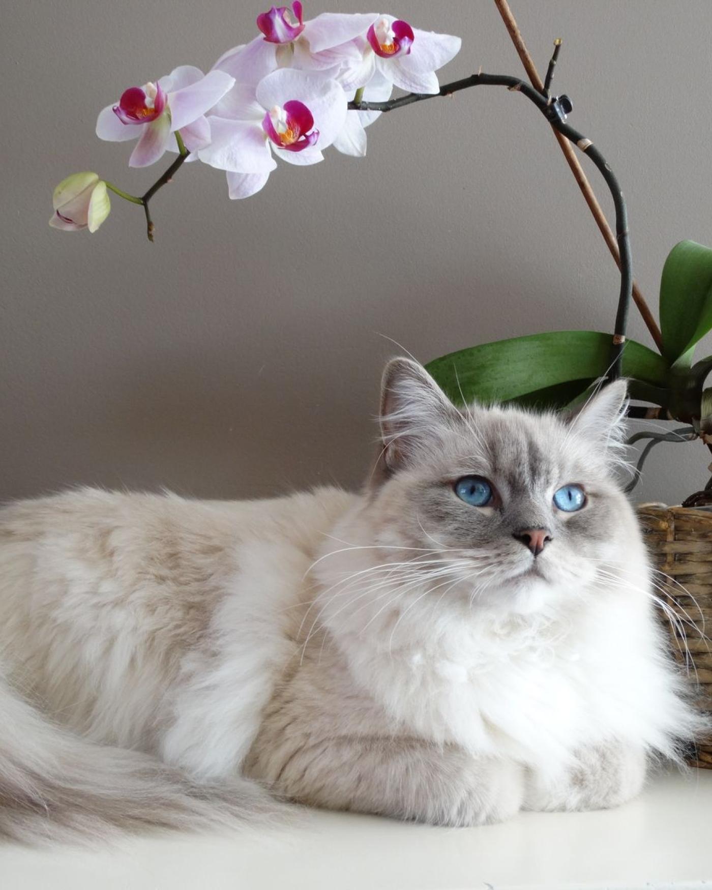 Kitten kopen bij een cattery of particulier: wat past bij jou?