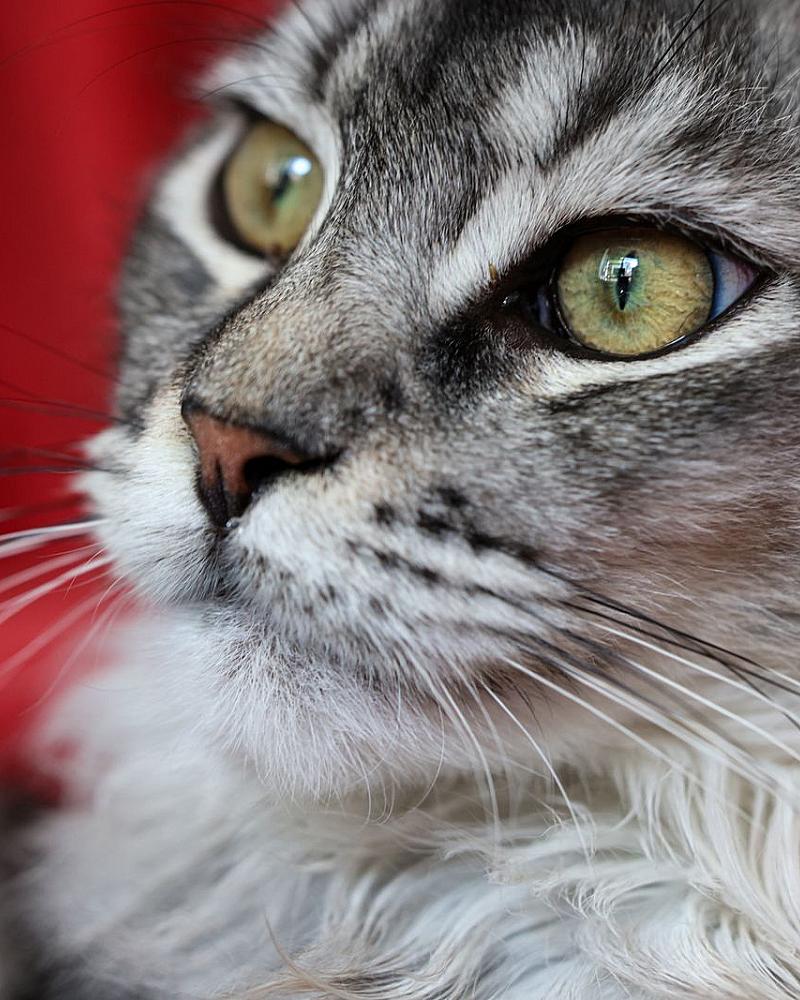 FIV en FeLV bij katten: wat betekenen die testen?