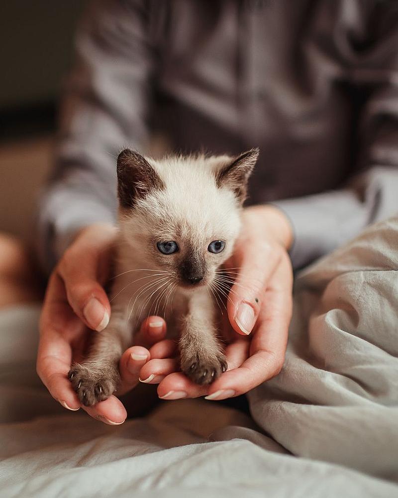 Je kat herplaatsen: zo doe je het zorgvuldig