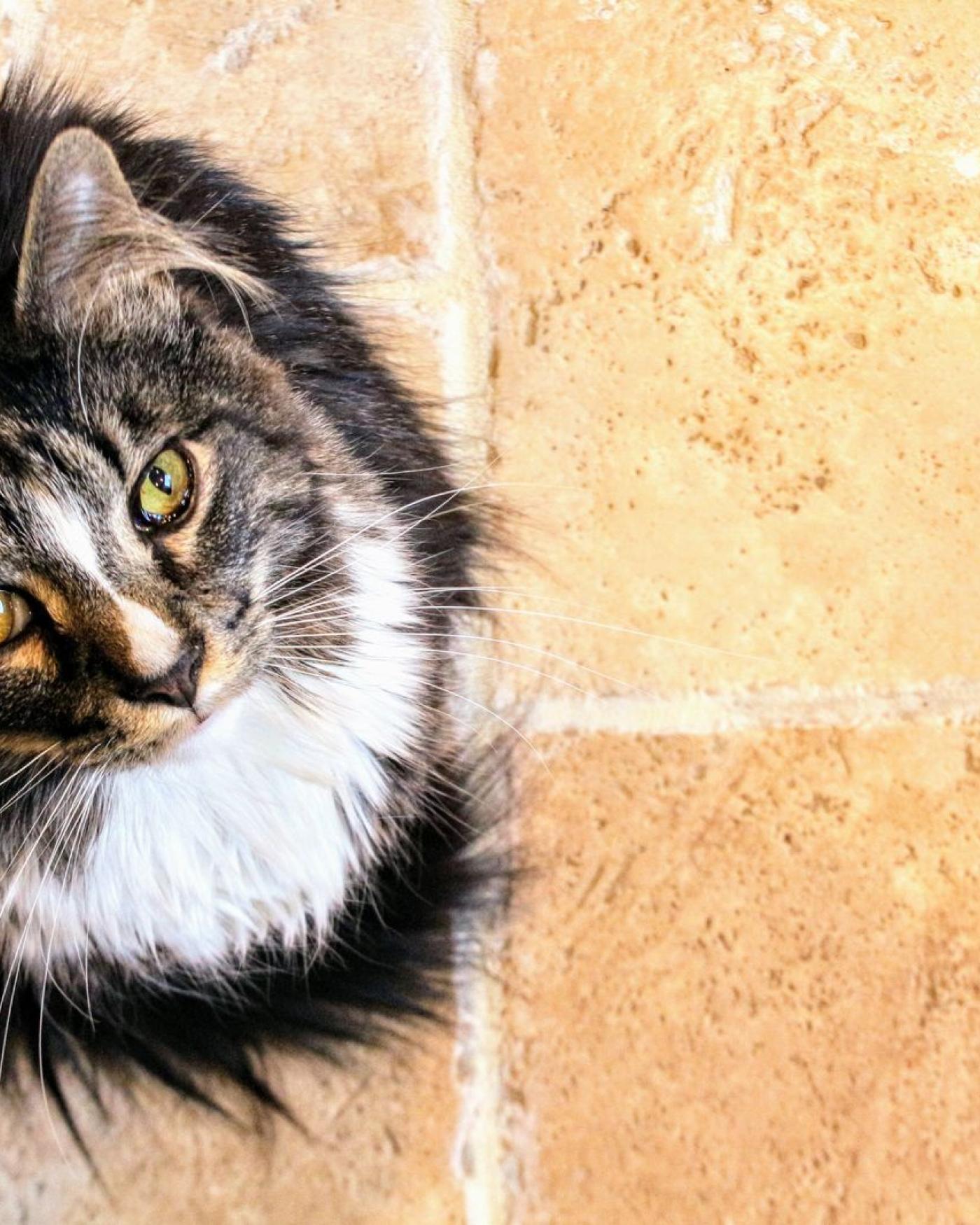 Kater of poes: maakt het uit wat je kiest?