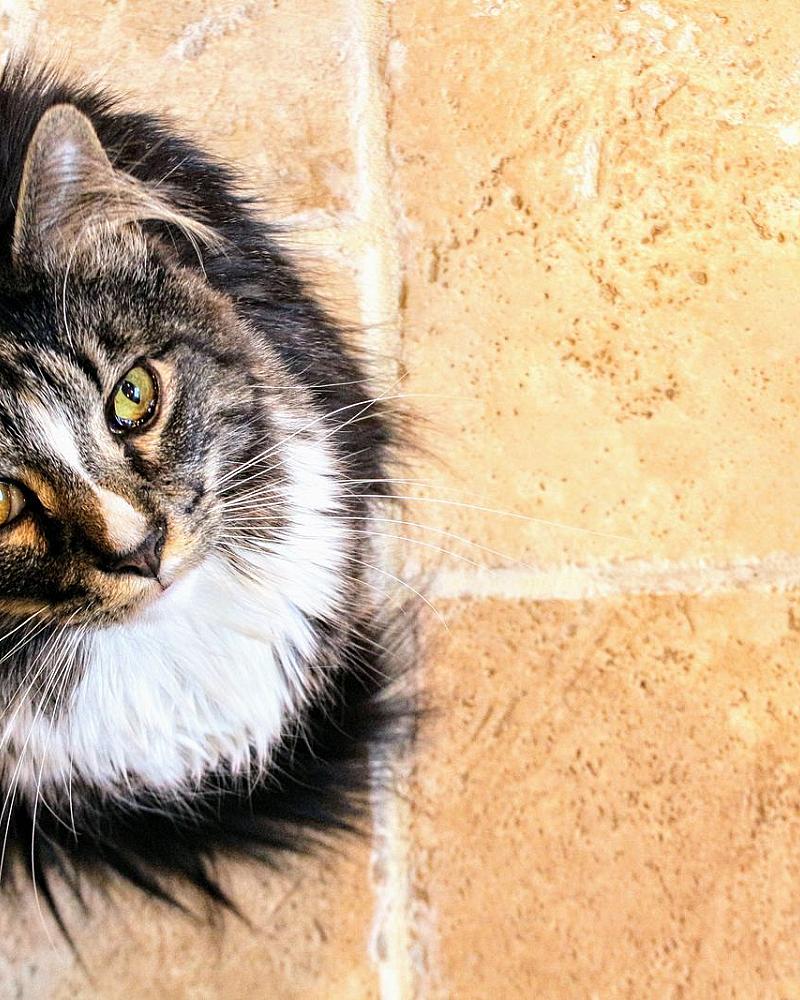 Kater of poes: maakt het uit wat je kiest?