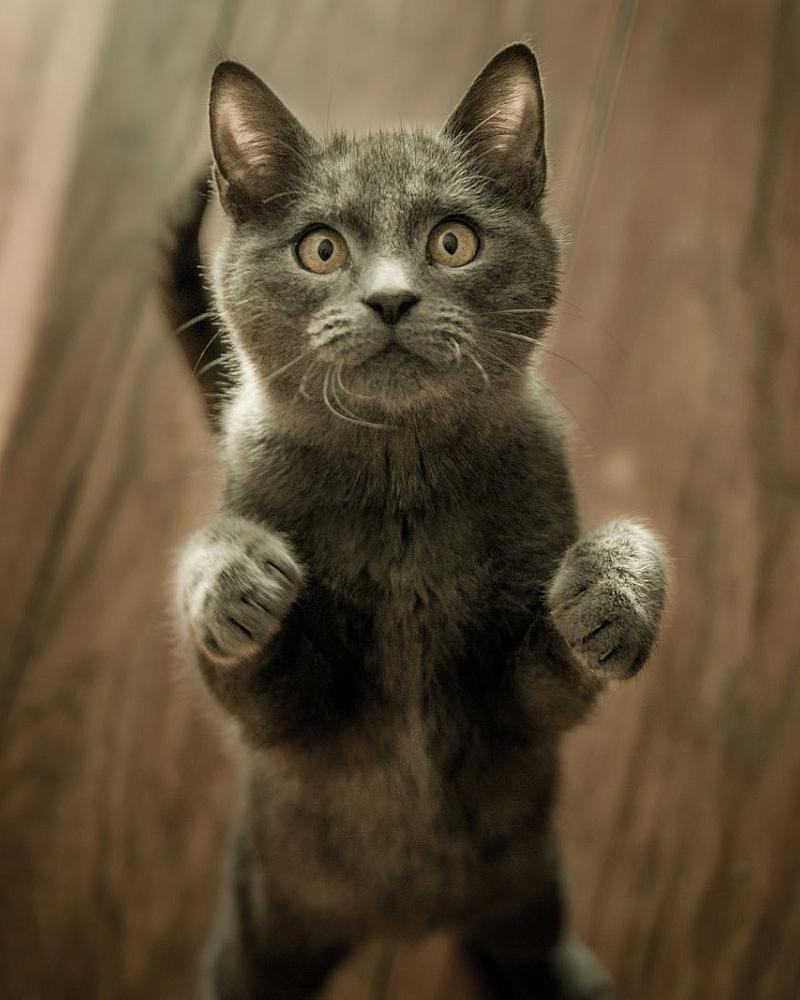 De 7-wekenregel voor kittens: wat zegt de wet?