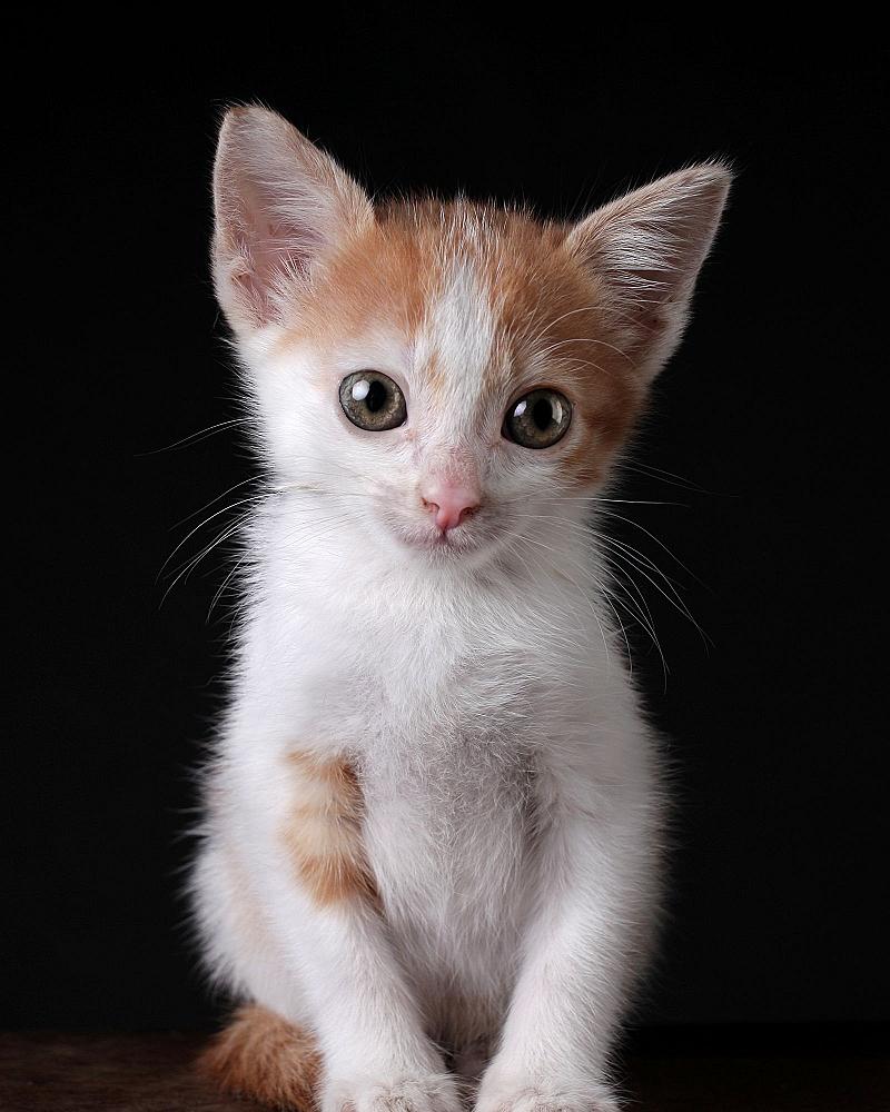 Kitten kopen: de complete checklist