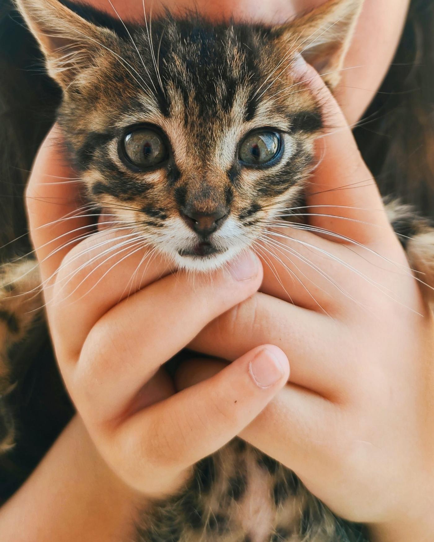 Kitten socialisatie: waarom de eerste weken alles bepalen