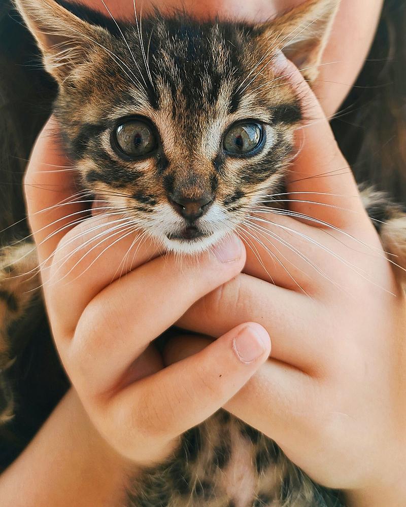 Kitten socialisatie: waarom de eerste weken alles bepalen