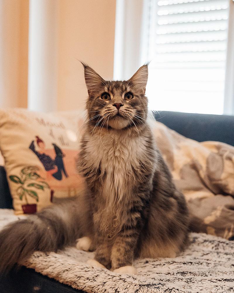 Wat geef je een kitten te eten? Voeding van 8 weken tot 1 jaar