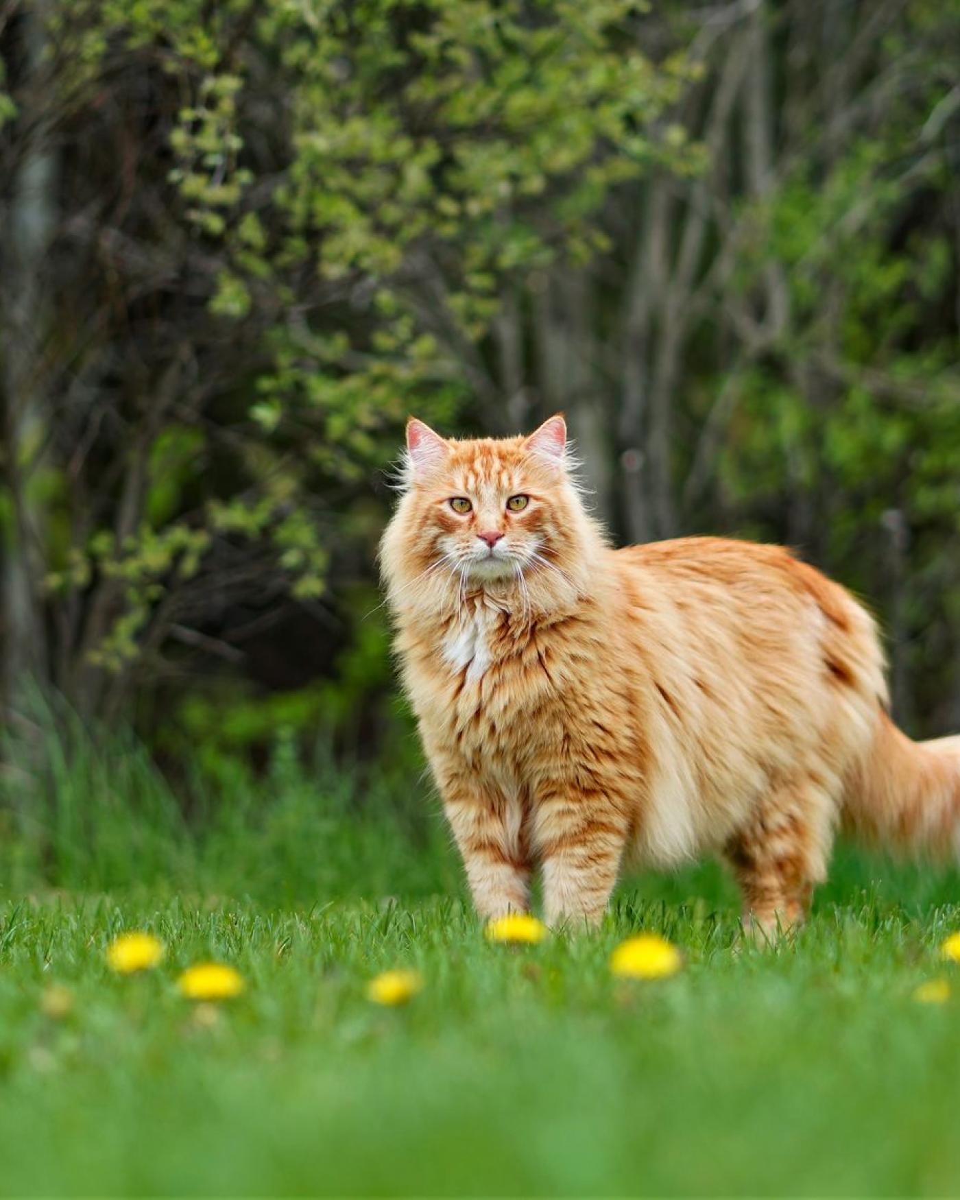 Je kitten zindelijk maken: meestal simpel, soms puzzelen