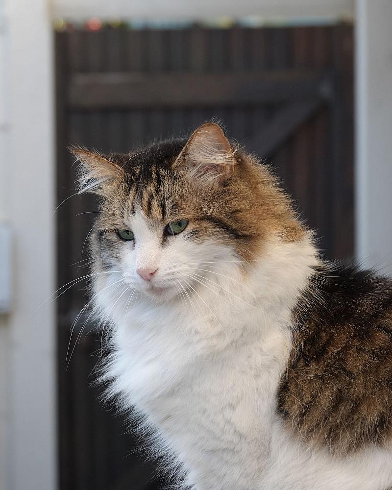Nestje kittens verwacht (of net geboren): wat nu?