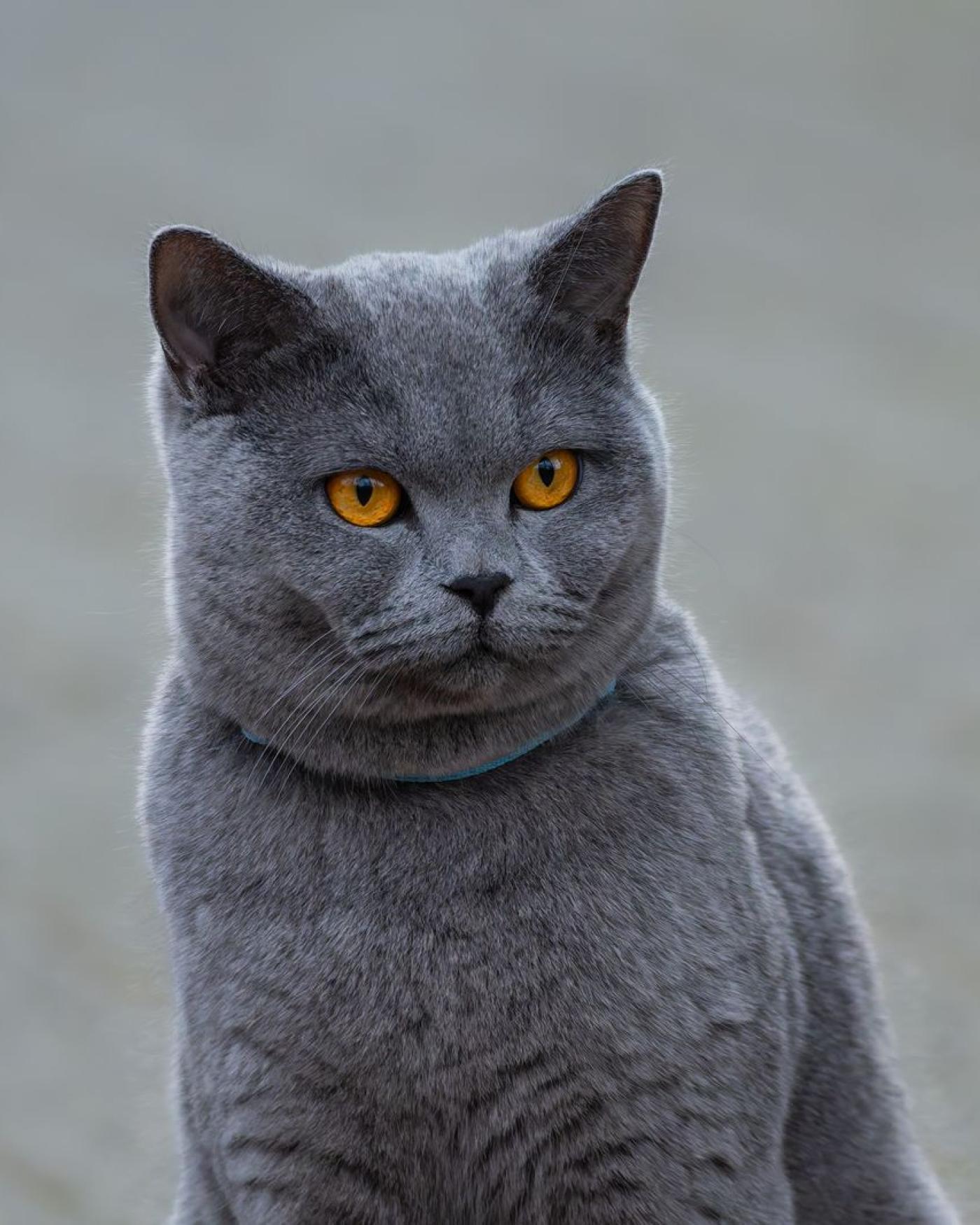 De stamboom bij katten: wat zegt dat papier echt?
