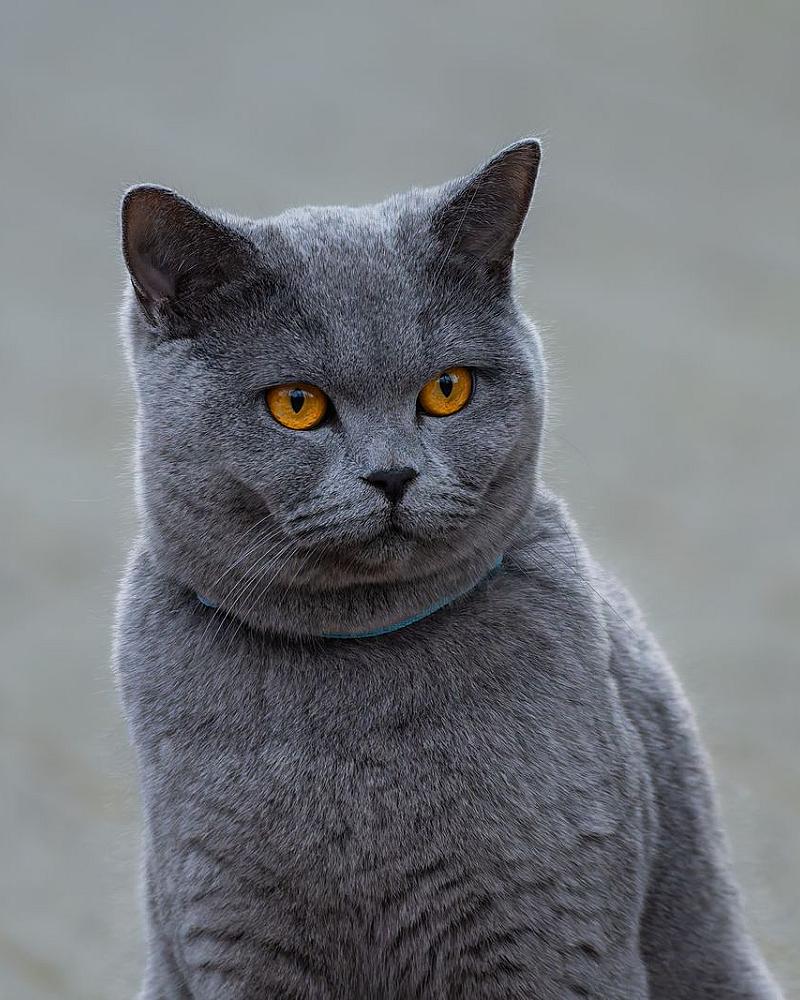 De stamboom bij katten: wat zegt dat papier echt?
