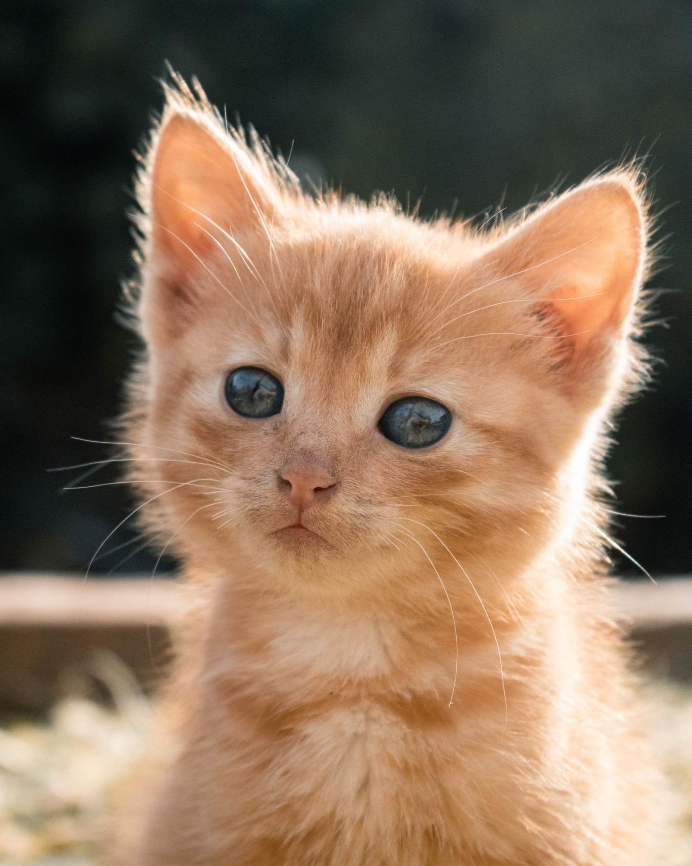 Wat kost een kitten? Aanschaf en maandlasten op een rij