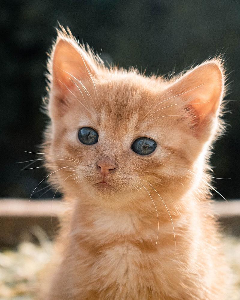 Wat kost een kitten? Aanschaf en maandlasten op een rij