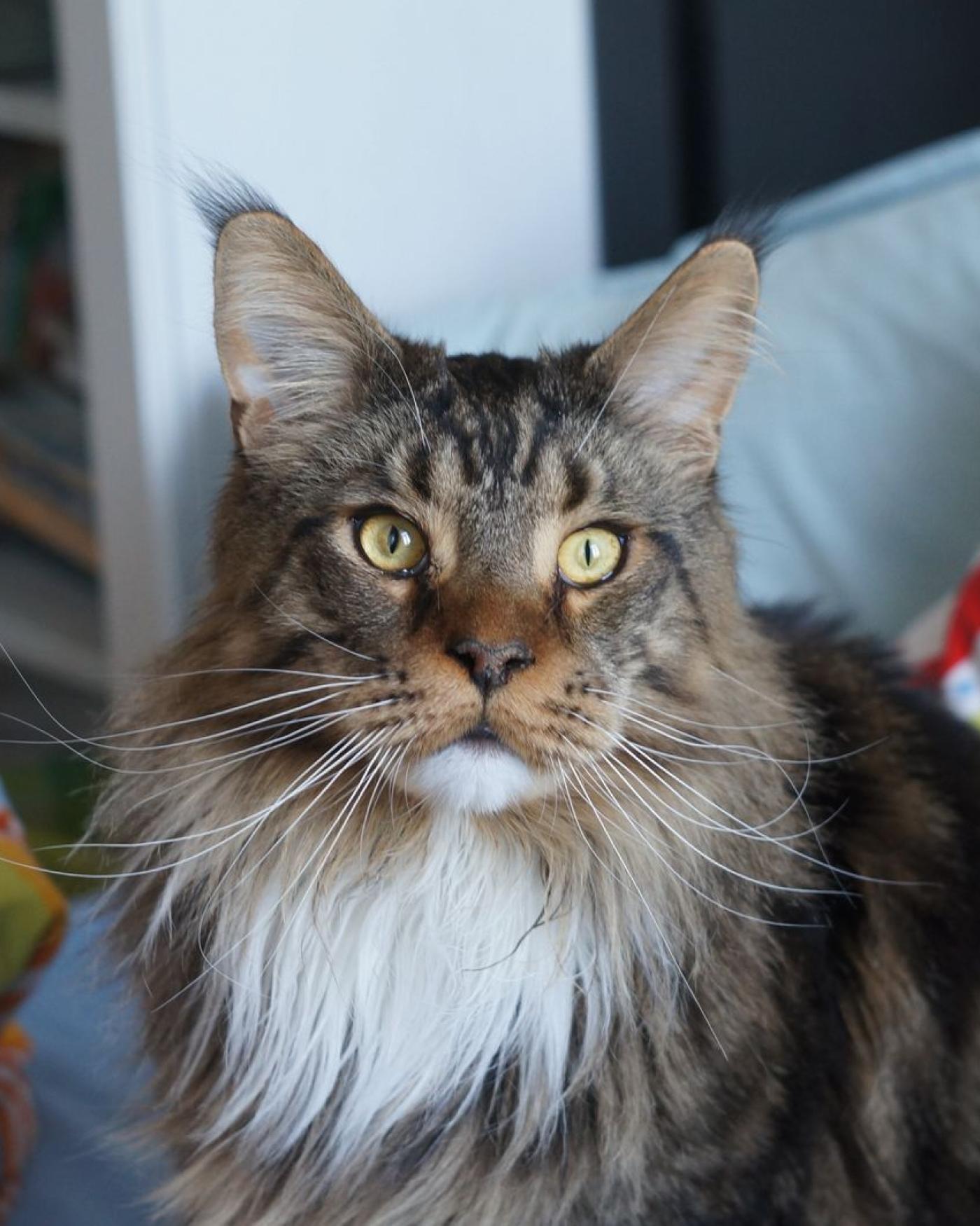 Welk kattenras past bij mij?