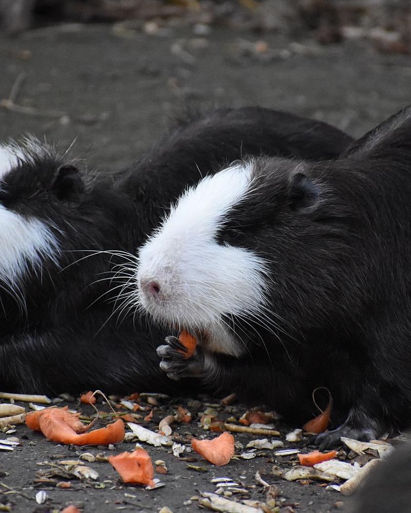Cavia kopen: waar je op let bij het populairste knaagdier