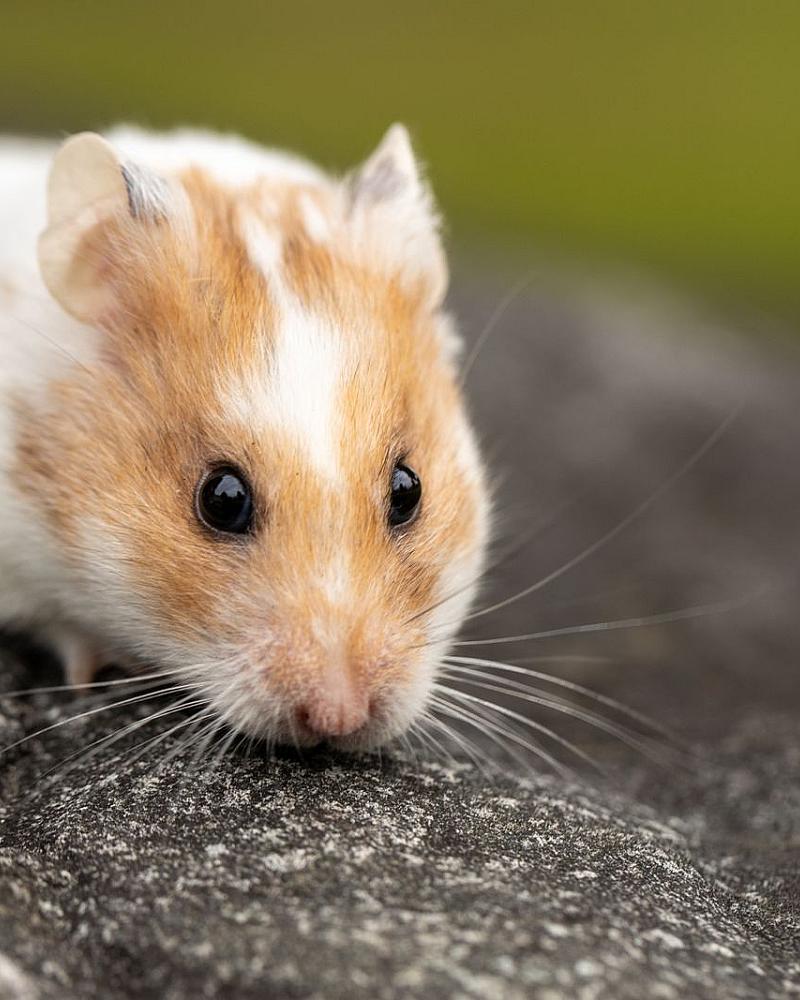Geslacht bepalen bij knaagdieren en konijnen: zo voorkom je verrassingsnestjes