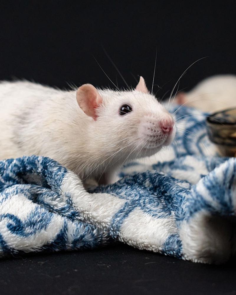 Ratten als huisdier: slimmer en aanhankelijker dan je denkt