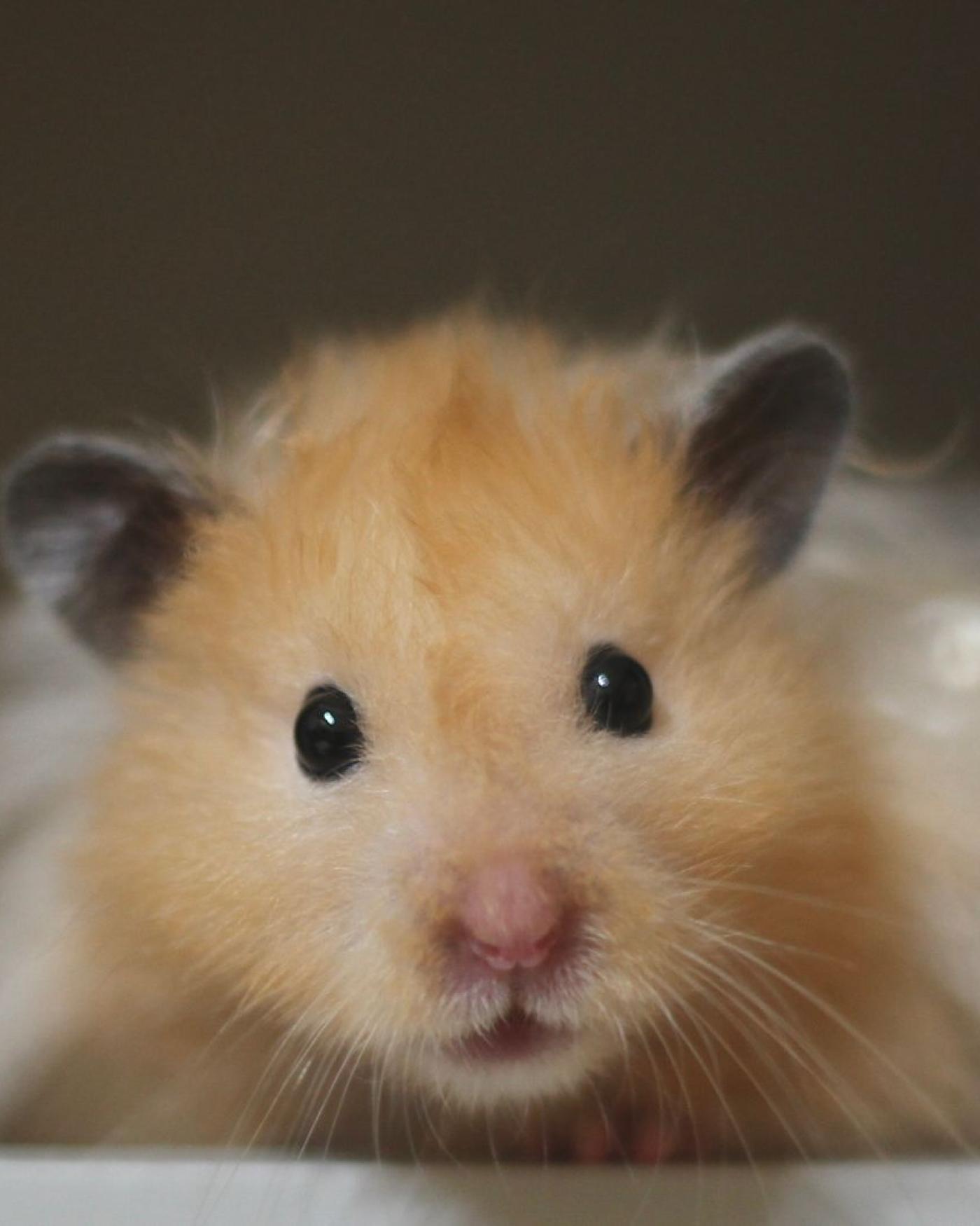 Welke hamster past bij mij? Syrische en dwerghamsters vergeleken