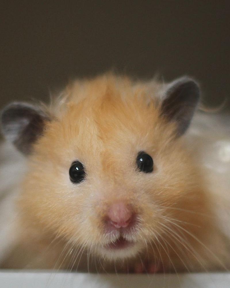 Welke hamster past bij mij? Syrische en dwerghamsters vergeleken