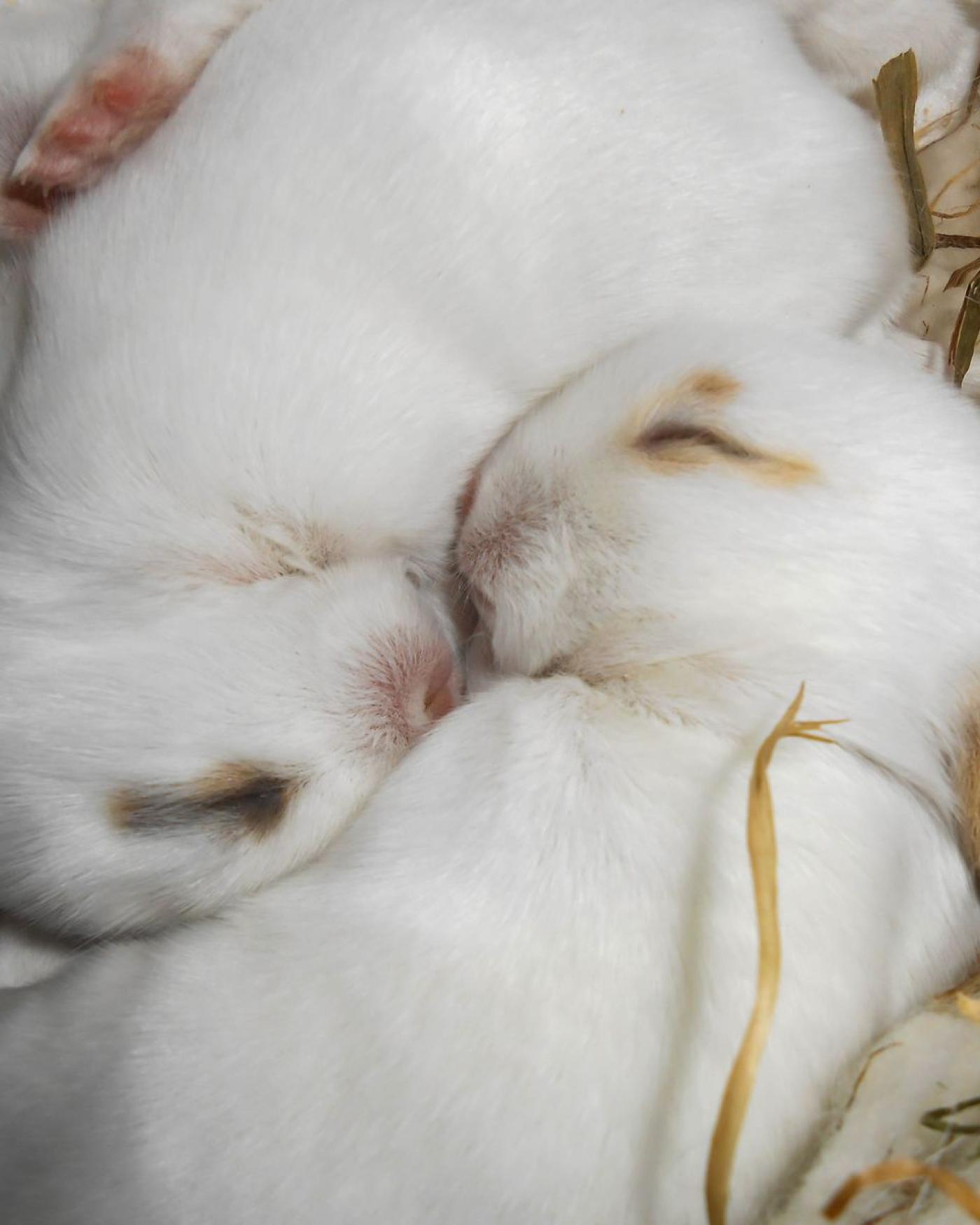 Jonge konijnen verzorgen: van nest tot 6 maanden