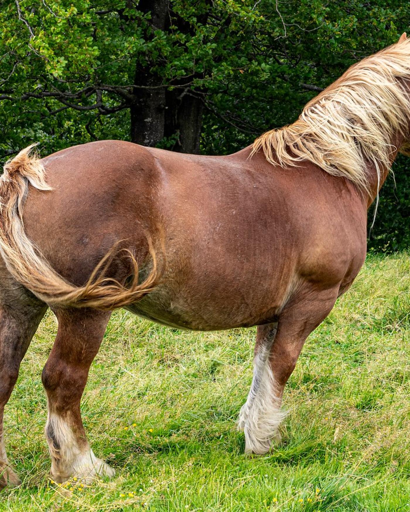 Paard kopen: de checklist van bezichtiging tot paspoort
