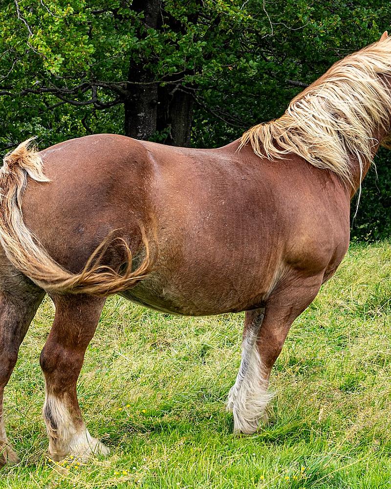 Paard kopen: de checklist van bezichtiging tot paspoort