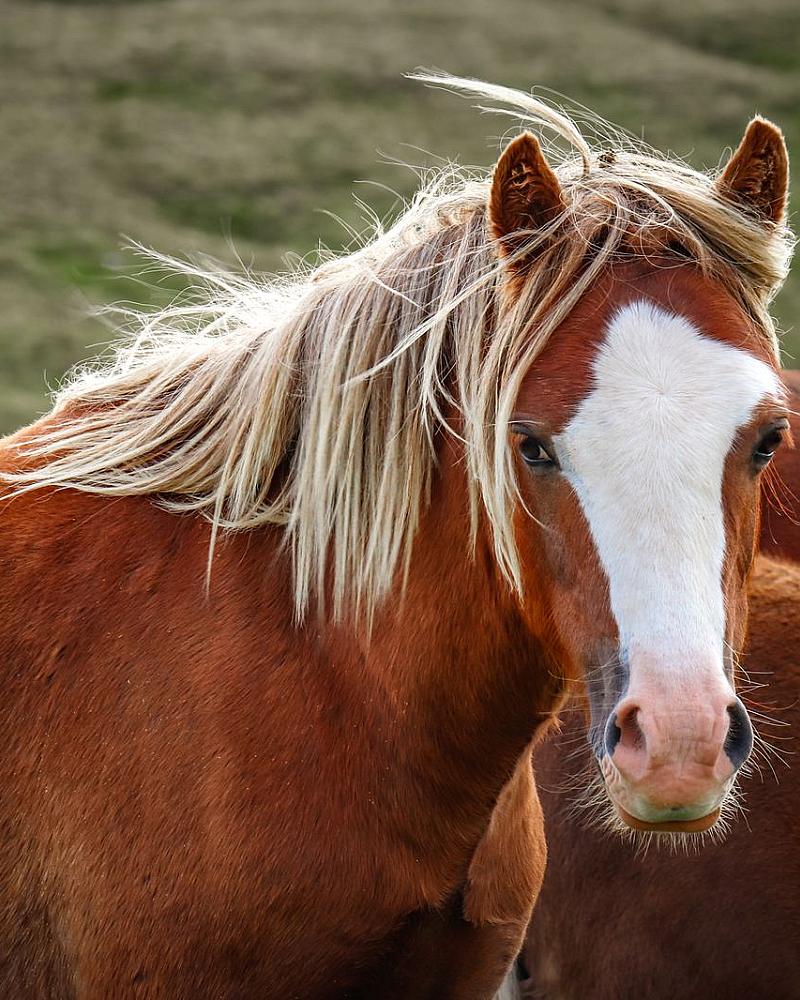 Wat kost een paard? Stalling, voer en de posten die iedereen vergeet