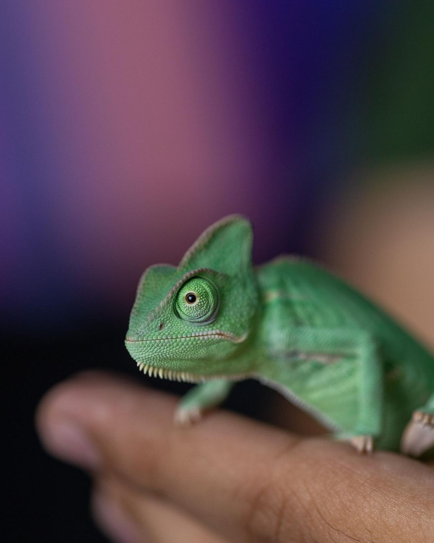 CITES bij reptielen: welke papieren horen bij welk dier?