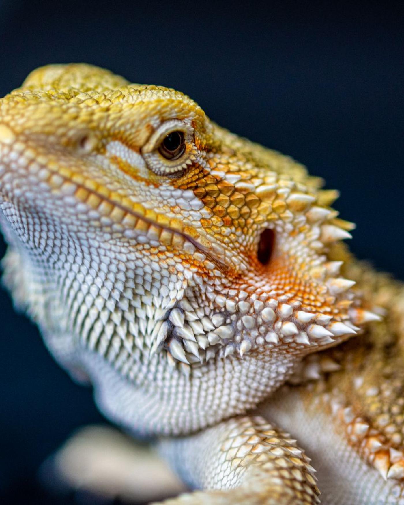 Je eerste reptiel kiezen: de beste soorten voor beginners