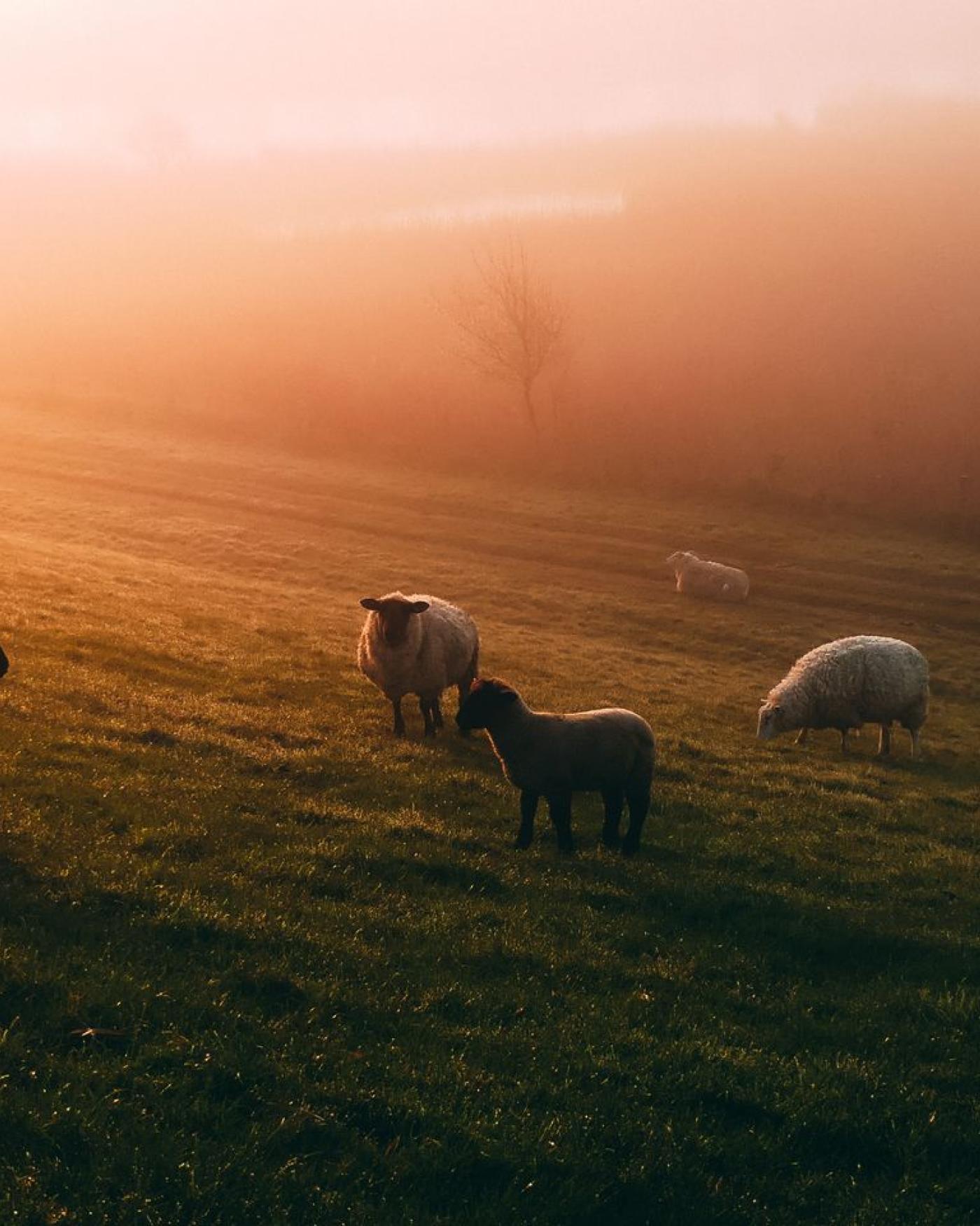 Hobbymatig schapen of geiten houden: regels, registratie en realiteit