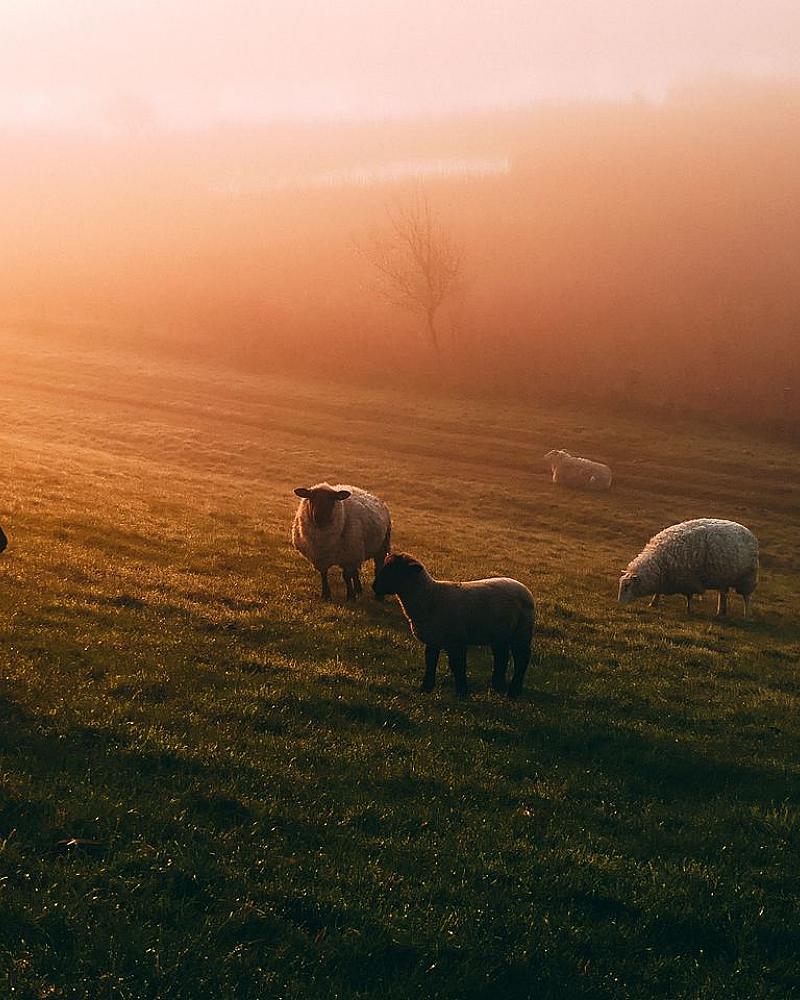 Hobbymatig schapen of geiten houden: regels, registratie en realiteit