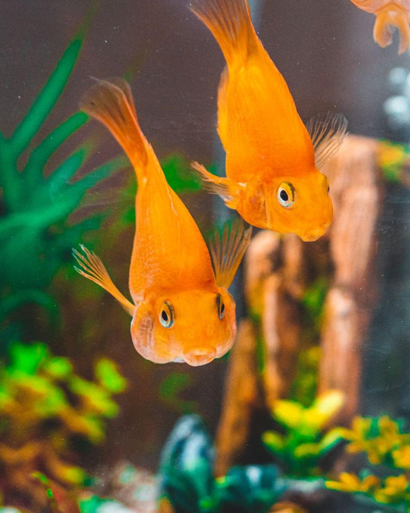 Een aquarium opstarten: waarom geduld je belangrijkste gereedschap is
