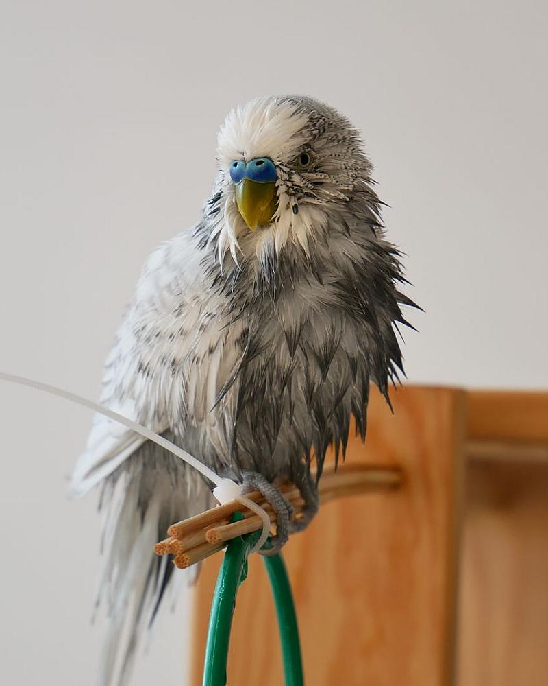Een handtamme vogel: wat het betekent en hoe je eraan werkt