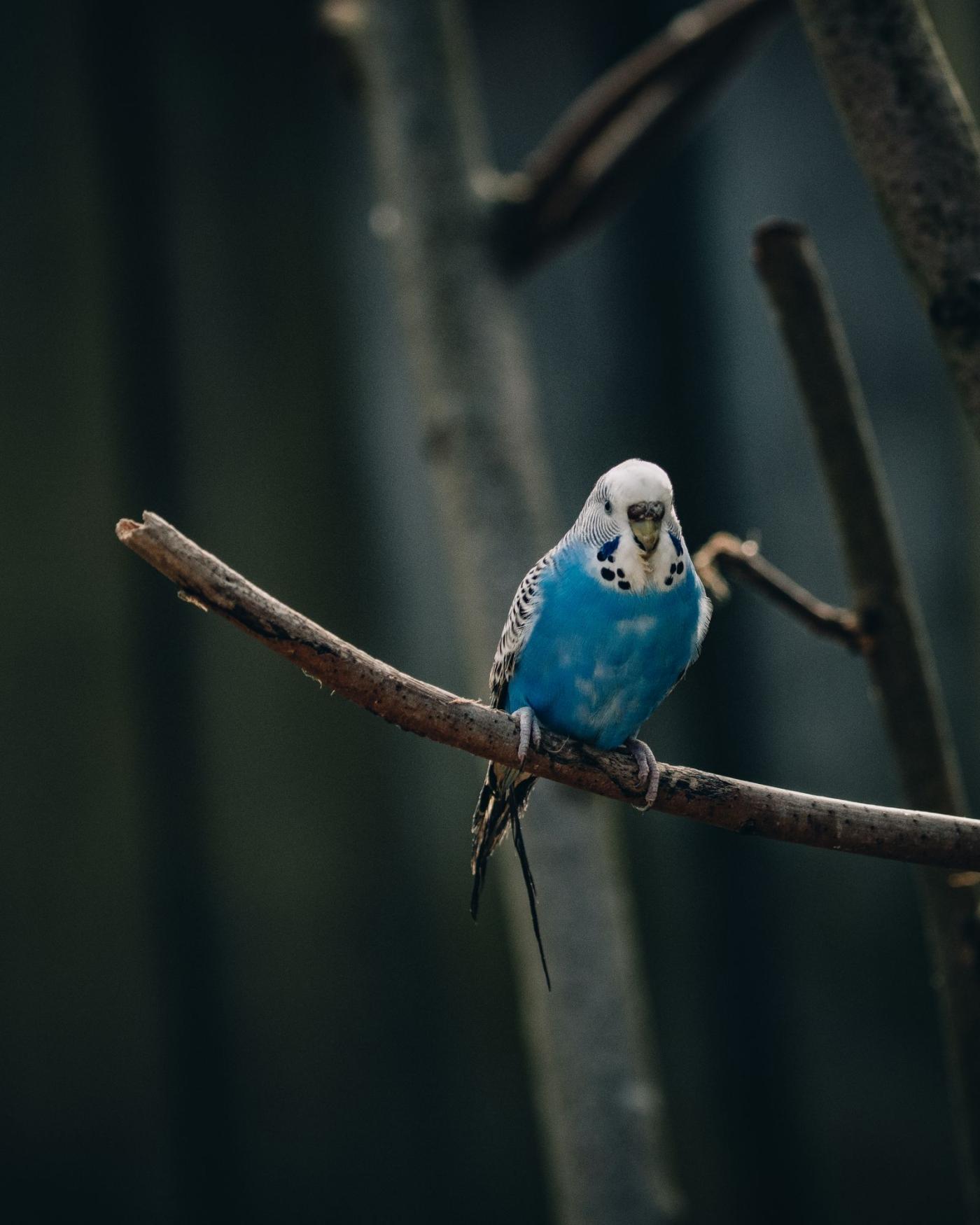 Jonge vogels grootbrengen: van nest tot zelfstandig eten