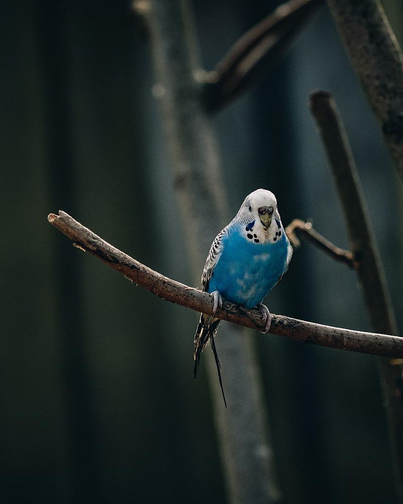 Jonge vogels grootbrengen: van nest tot zelfstandig eten