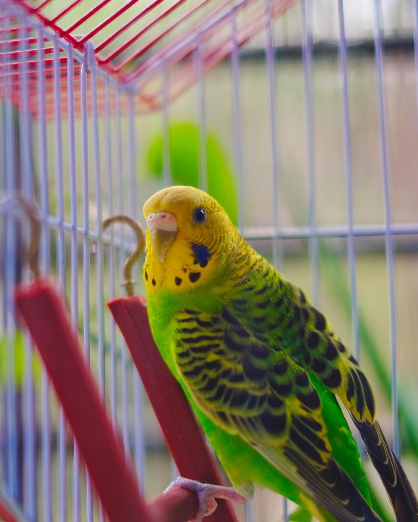 Voetringen en CITES bij vogels: wat moet, en wat bewijst het?