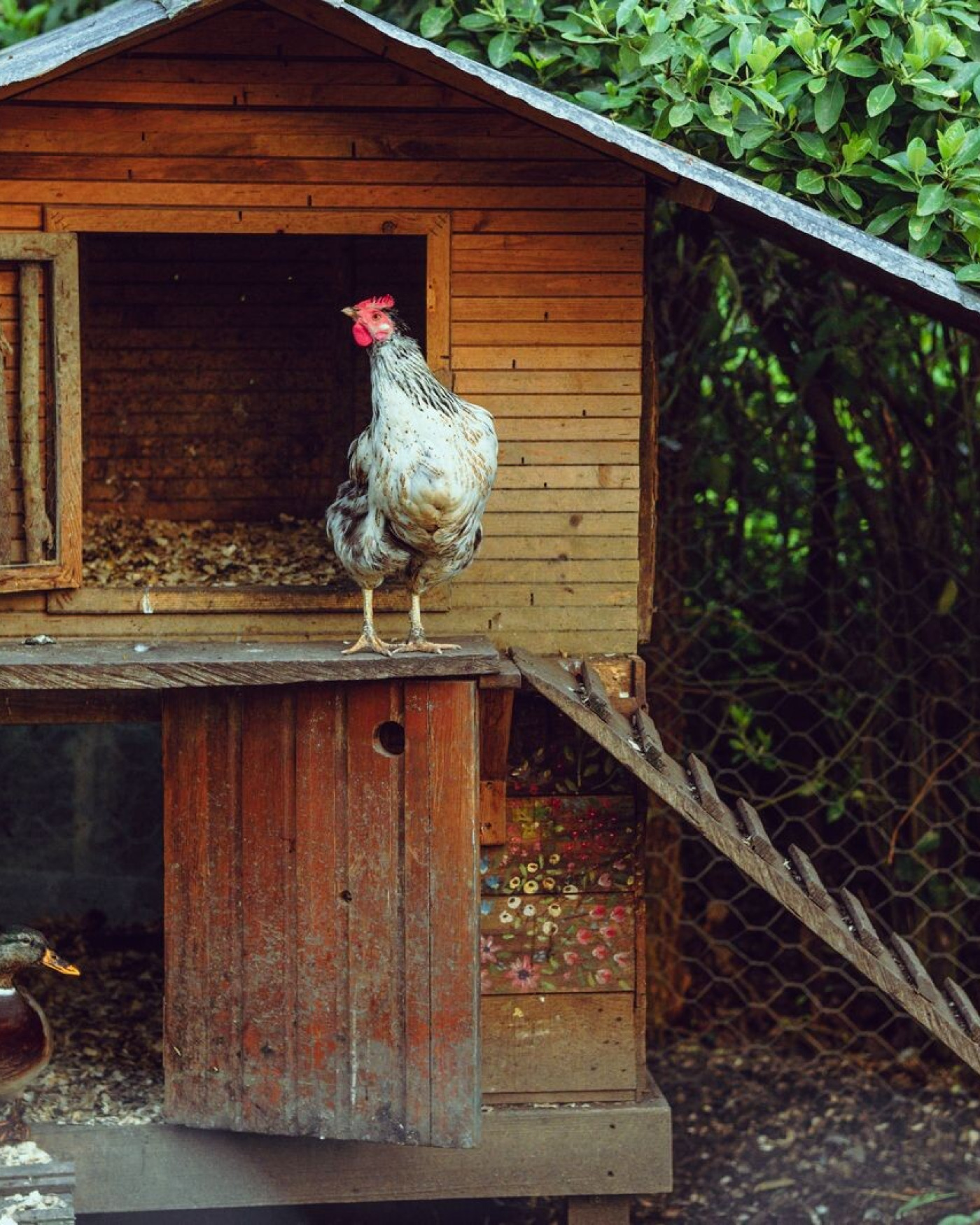 Red Mite in Chickens