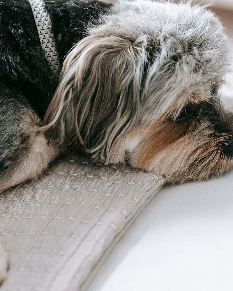 Je hond alleen thuis leren blijven: opbouwen in seconden, niet in sprongen
