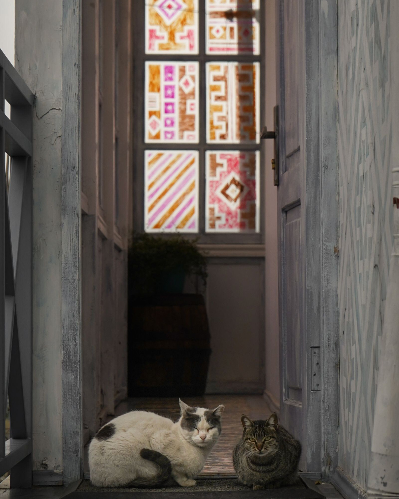 Katten aan elkaar laten wennen: van geur naar rustig contact