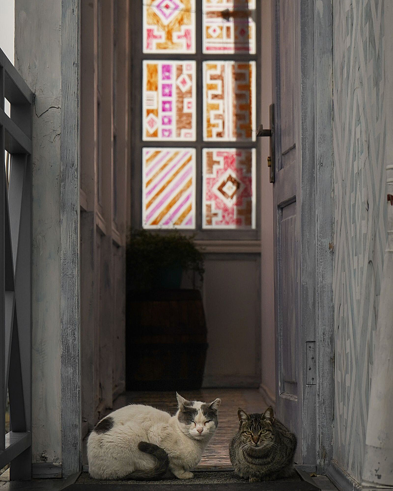 Katten aan elkaar laten wennen: van geur naar rustig contact
