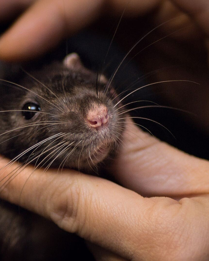 Enrichment and Training for Pet Rats