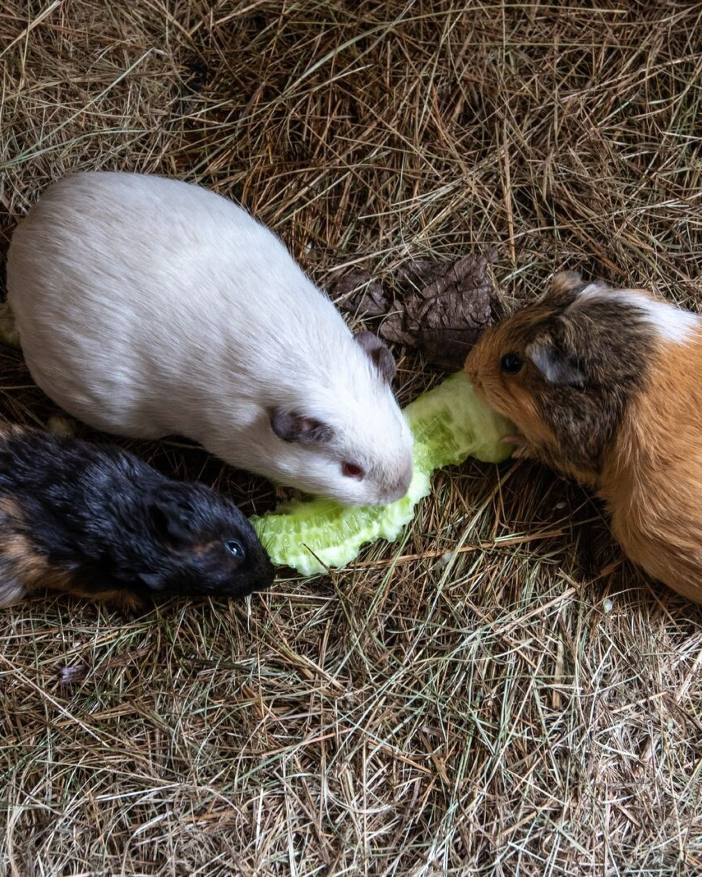 Vitamin C for Guinea Pigs