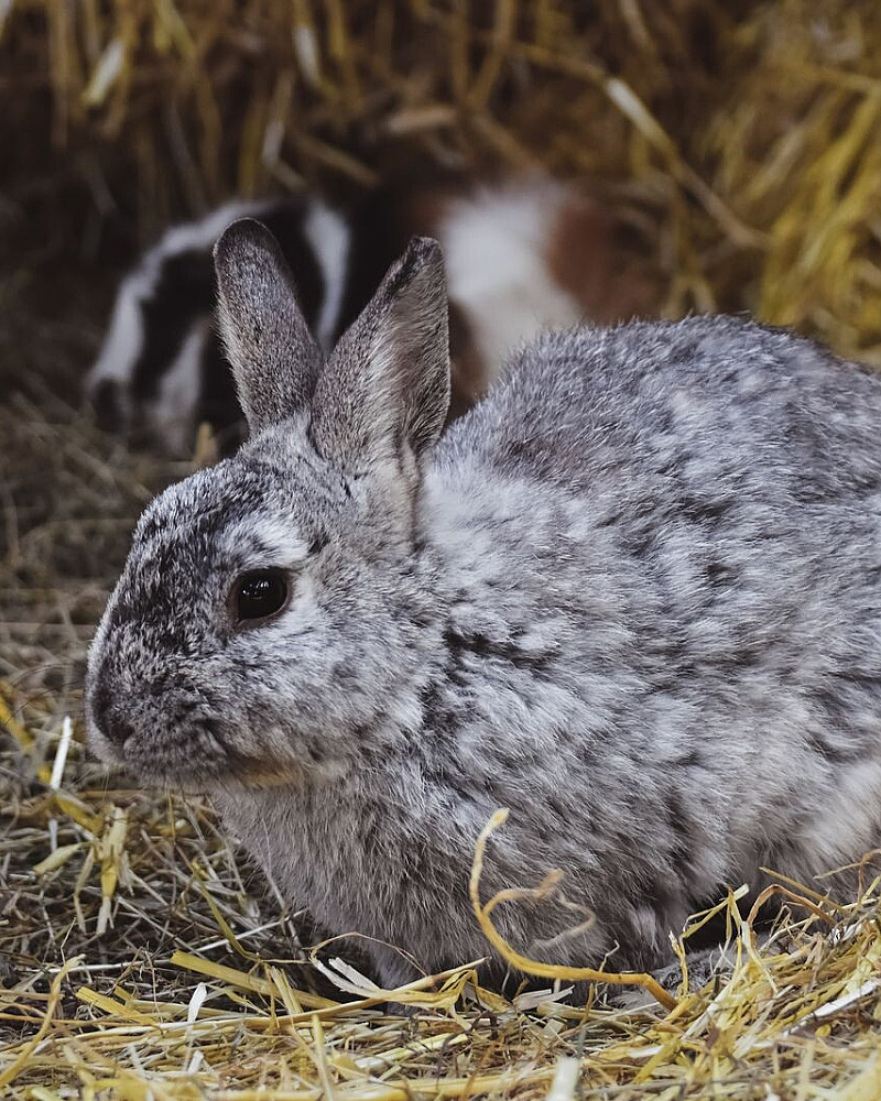 Je konijn eet niet: waarom wachten bij darmstilstand gevaarlijk is