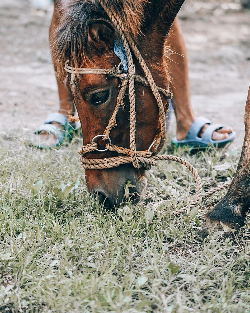 Hoefbevangenheid en weidegang: gras is niet voor ieder paard onbeperkt
