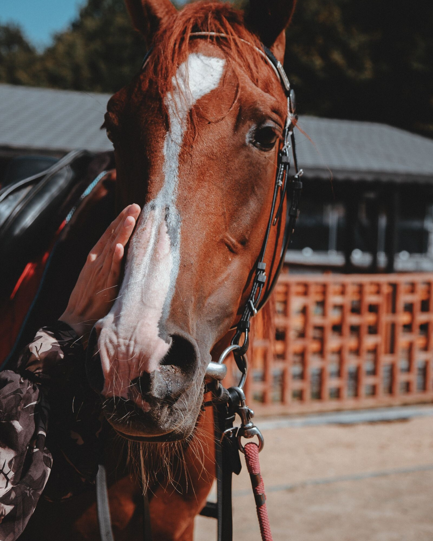 Koliek bij paarden herkennen: subtiele buikpijn is óók spoed