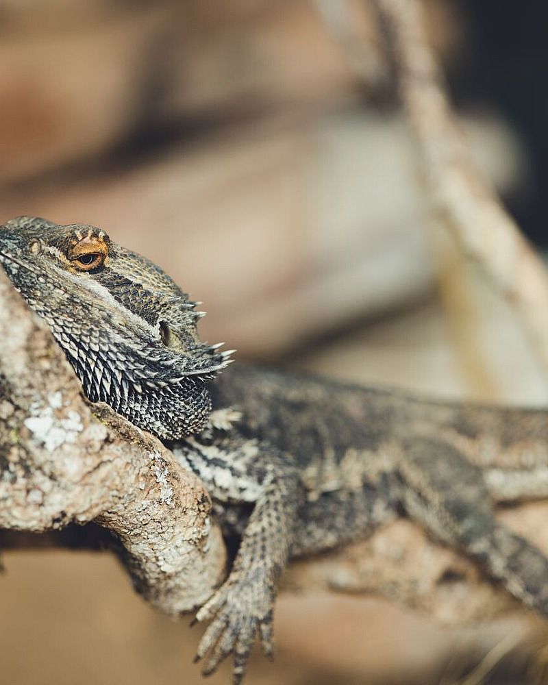 De temperatuurgradiënt in een terrarium: meten waar je dier werkelijk zit