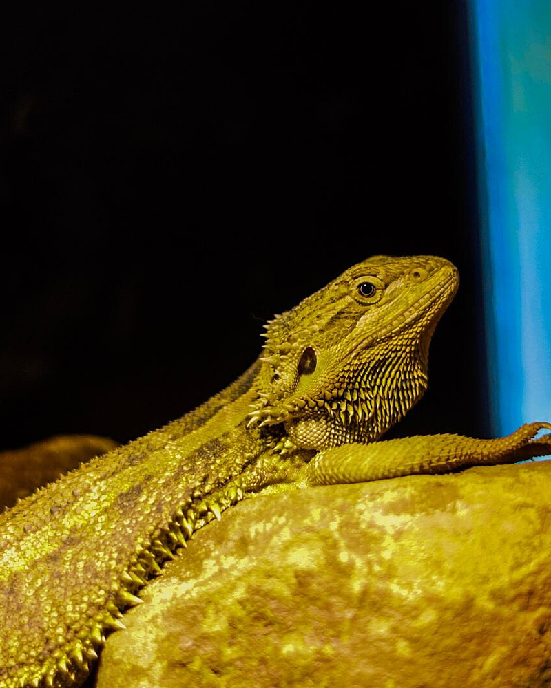 UVB en calcium bij reptielen: licht dat je niet aan helderheid kunt meten